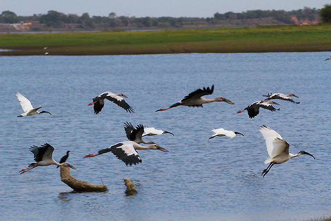 Storks and Ibises in flight Storks and ibises in flight in Minneriya Wildlife Park Anastomus oscitans,Asia,Asian Openbill,Geotagged,Minneriya Wildlife Park,Sri Lanka