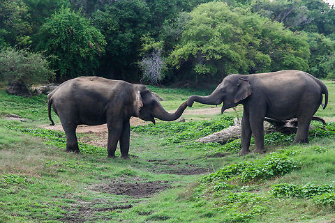 Best Friends Forever Two young elephants playing with each other in Minneriya Wildlife Park Asia,Elephas maximus maximus,Geotagged,Minneriya Wildlife Park,Sri Lanka,Sri Lankan elephant