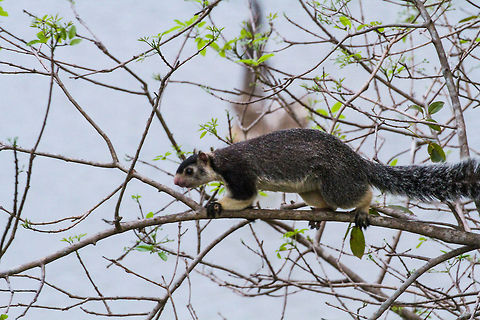 Giant Squirrel in tree This is indeed a big fellow, found in a tree in Minneriya Wildlife Park Asia,Geotagged,Grizzled giant squirrel,Minneriya Wildlife Park,Ratufa macroura,Sri Lanka