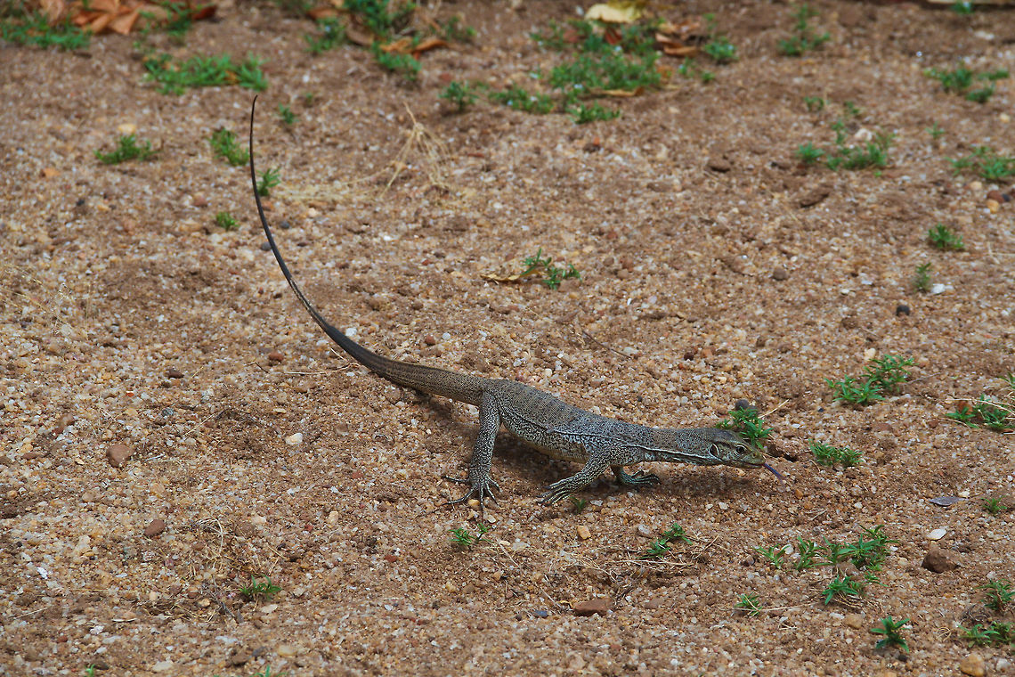 Little water monitor This little water monitor was spotted near Polonnaruwa Asia,Geotagged,Polonnaruwa,Sri Lanka,Varanus salvator,Water Monitor