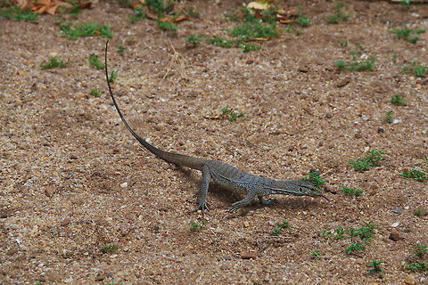 Little water monitor This little water monitor was spotted near Polonnaruwa Asia,Geotagged,Polonnaruwa,Sri Lanka,Varanus salvator,Water Monitor