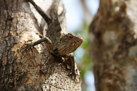 Garden lizard on tree This garden lizard was spotted on a tree near Habarana Asia,Calotes versicolor,Geotagged,Habarana,Oriental Garden Lizard,Sri Lanka