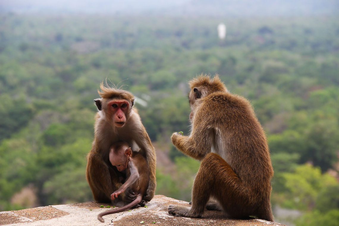 Macaques on top of the lion rock These macaques are found sitting on the edge of the lion rock fortress in Sigiriya Asia,Crab-eating macaque,Geotagged,Macaca fascicularis,Macaca sinica,Sigiriya,Sri Lanka,Toque macaque