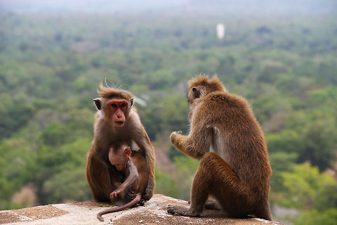 Macaques on top of the lion rock These macaques are found sitting on the edge of the lion rock fortress in Sigiriya Asia,Crab-eating macaque,Geotagged,Macaca fascicularis,Macaca sinica,Sigiriya,Sri Lanka,Toque macaque