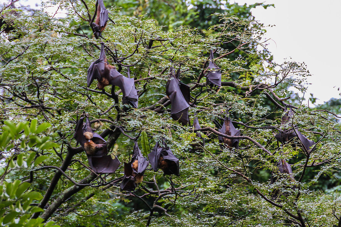 Bats! Bats everywhere! In the botanical garden of Peradeniya, a huge number of bats can be found Asia,Botanical Garden,Geotagged,Indian flying fox,Peradeniya,Pteropus giganteus,Sri Lanka