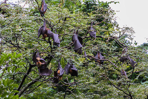 Bats! Bats everywhere! In the botanical garden of Peradeniya, a huge number of bats can be found Asia,Botanical Garden,Geotagged,Indian flying fox,Peradeniya,Pteropus giganteus,Sri Lanka