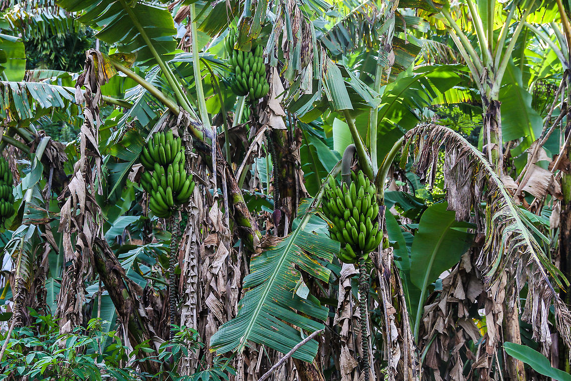 Banana plants in the foliage These banana plants were found along the roads of Ella Asia,Banana,Geotagged,Sri Lanka
