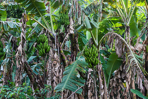 Banana plants in the foliage These banana plants were found along the roads of Ella Asia,Banana,Geotagged,Sri Lanka