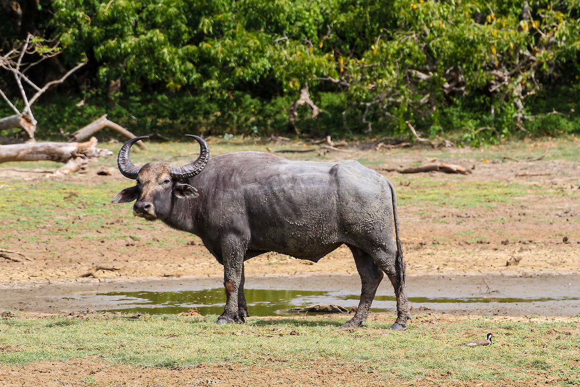 Water buffalo Water buffalo spotted in Yala National Park on a wildlife safari Asia,Bubalus bubalis,Geotagged,Sri Lanka,Water buffalo,Yala National Park