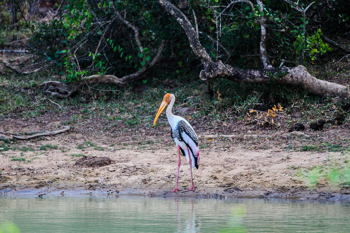 Painted Stork This painted stork was spotted fishing on the banks of a small stream in Yala National Park Asia,Geotagged,Mycteria leucocephala,Painted Stork,Sri Lanka,Yala National Park