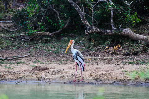 Painted Stork This painted stork was spotted fishing on the banks of a small stream in Yala National Park Asia,Geotagged,Mycteria leucocephala,Painted Stork,Sri Lanka,Yala National Park