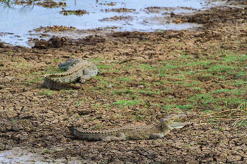 Two mugger crocodiles Spotted on the bank of a small creek in Yala National Park Asia,Crocodylus palustris,Geotagged,Mugger crocodile,Sri Lanka,Yala National Park