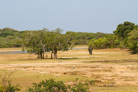 I walk alone Typical scene in Sri Lanka with a male elephant "tusker" walking across the grass plains of Yala National Park Elephas maximus maximus,Geotagged,Sri Lanka,Sri Lankan elephant