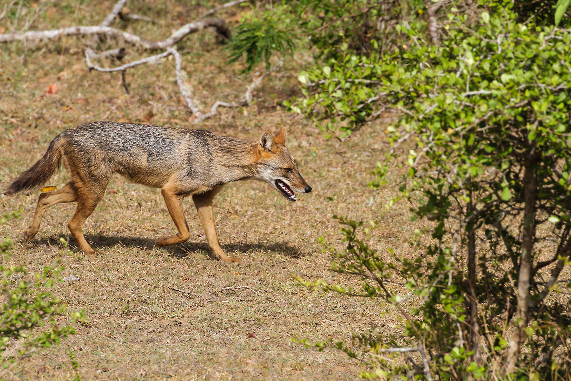 Jackal closeup This jackal was spotted on a wildlife safari trip into Yala National Park Asia,Canis aureus naria,Geotagged,Sri Lanka,Sri Lankan Jackal,Yala National Park