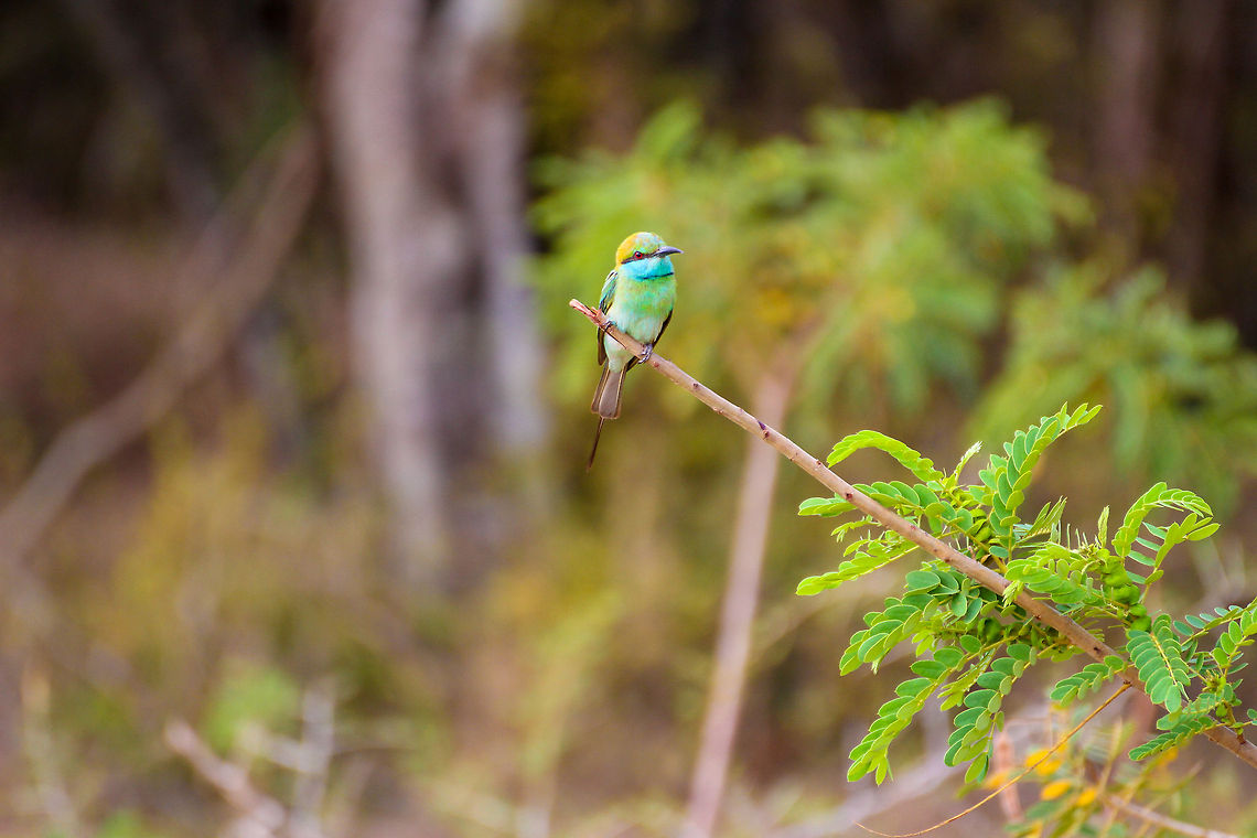 Bee-eater on a branch This little bee eater was found sitting on a branch in Yala National Park Asia,Geotagged,Green Bee-eater,Merops orientalis,Sri Lanka,Yala National Park