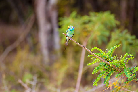 Bee-eater on a branch This little bee eater was found sitting on a branch in Yala National Park Asia,Geotagged,Green Bee-eater,Merops orientalis,Sri Lanka,Yala National Park