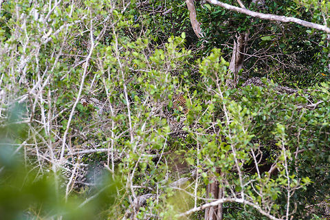 Hiding in plain sight This is a really exiting photo to me, as this is my very first sighting of an actual wild Sri Lankan leopard. Obscured by the leaves and at the very far end of my telezoom lens this was the best shot I could make at the time. Spotted on a wildlife safari at Yala National Park Asia,Panthera pardus kotiya,Sri Lankan Leopard,Yala National Park