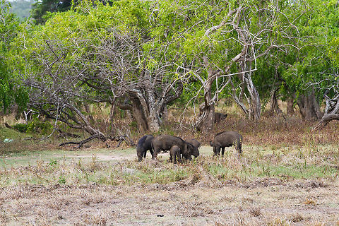 Wild boar family This family of wild boars was spotted in Yala National Park Asia,Geotagged,Sri Lanka,Sus scrofa,Wild boar,Yala National Park