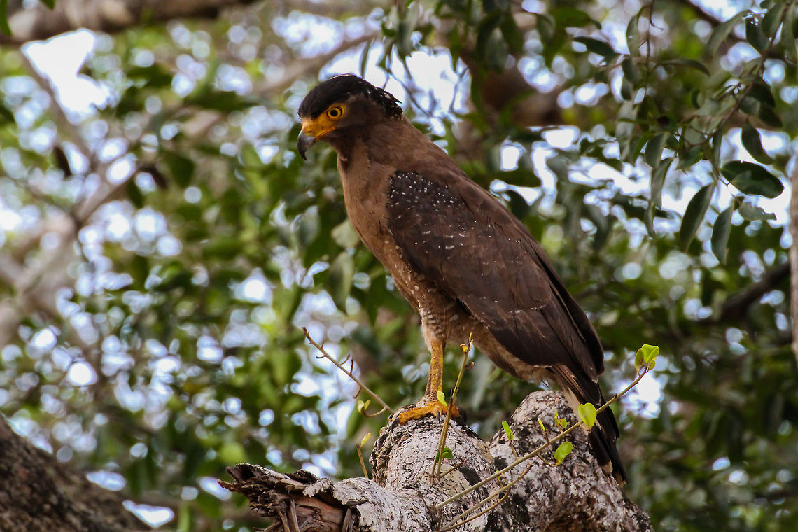 Hawk-Eagle sitting on a branch This eagle was spotted on a wildlife safari to Wilpathtu National Park Asia,Crested Serpent Eagle,Geotagged,Spilornis cheela,Sri Lanka,Wilpaththu National park