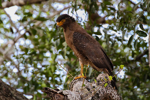 Hawk-Eagle sitting on a branch This eagle was spotted on a wildlife safari to Wilpathtu National Park Asia,Crested Serpent Eagle,Geotagged,Spilornis cheela,Sri Lanka,Wilpaththu National park