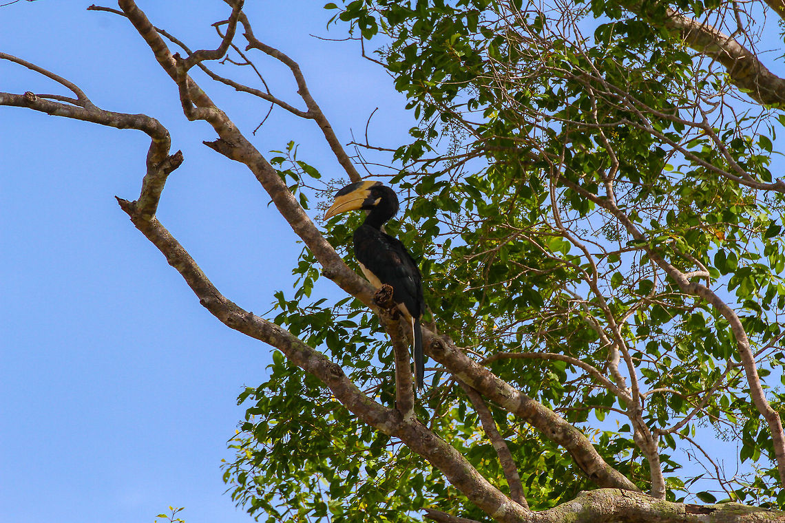 Malabar Hornbill on a treebranch This Malabar hornbill was spotted on a treebranch in Wilpaththu National park Anthracoceros coronatus,Asia,Geotagged,Malabar pied hornbill,Sri Lanka,Wilpaththu National park