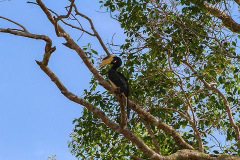 Malabar Hornbill on a treebranch This Malabar hornbill was spotted on a treebranch in Wilpaththu National park Anthracoceros coronatus,Asia,Geotagged,Malabar pied hornbill,Sri Lanka,Wilpaththu National park
