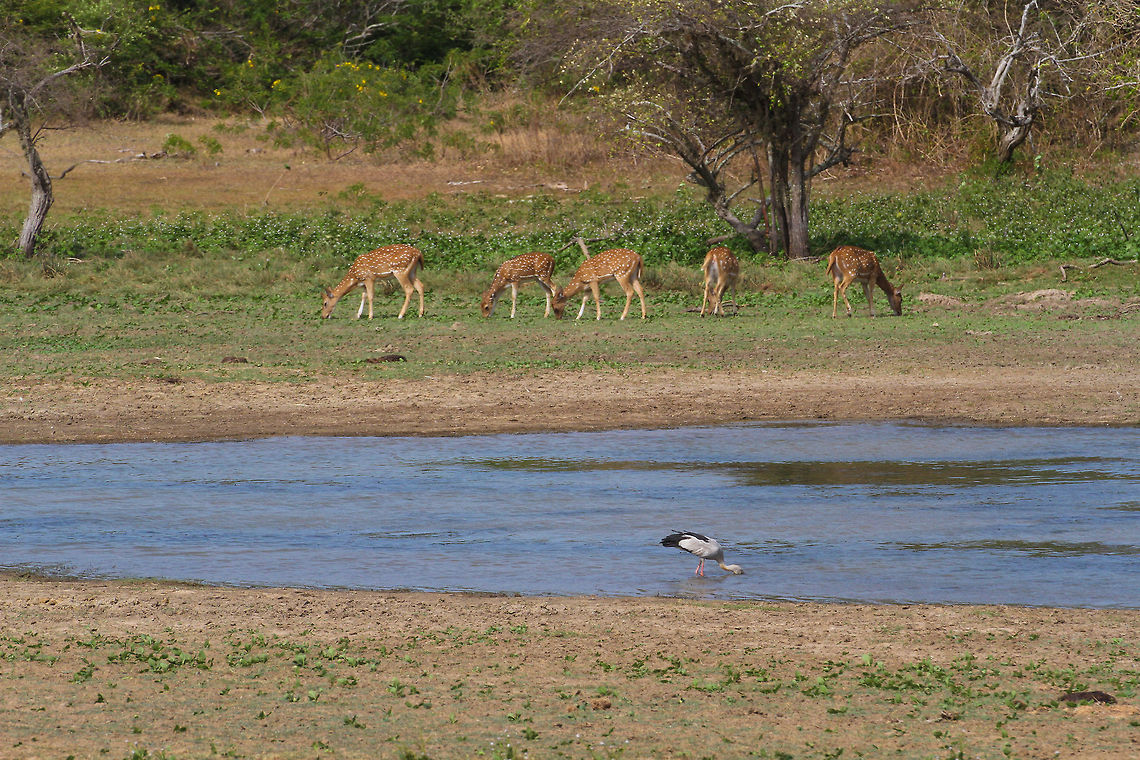 Axis deer grazing Axis deer grazing in this &quot;rule of thirds&quot; attempt of a photograph. This photo was taken in Minneriya Wildlife Park Asia,Axis axis ceylonensis,Axis deer,Geotagged,Minneriya Wildlife Park,Sri Lanka