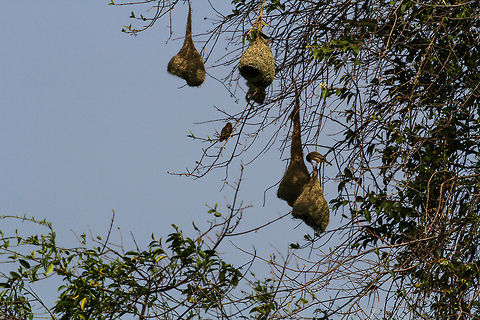 Baya weavers weaving their baskets These baya weavers were spotted modeling their homes in Yala National Park Asia,Baya Weaver,Geotagged,Ploceus philippinus,Sri Lanka,Yala National Park