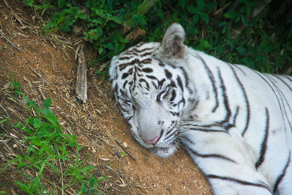 Siberian tiger sleeping This siberian tiger was caught on camera during a wildlife safari at Bannerghatta National Park, south of Bangalore, India Asia,Bangalore,Bannerghatta,Big Cats,India,Mammals,Siberian Tiger