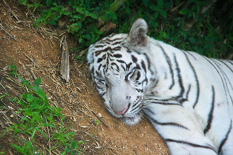 Siberian tiger sleeping This siberian tiger was caught on camera during a wildlife safari at Bannerghatta National Park, south of Bangalore, India Asia,Bangalore,Bannerghatta,Big Cats,India,Mammals,Siberian Tiger