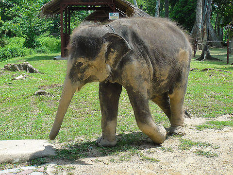 Baby elephant This baby elephant was photographed in the Elephant Sanctuary in Kuala Gandah, Malaysia Asia,Asian Elephant,Asian elephant,Baby,Elephant,Elephas maximus,Kuala Gandah,Proboscidea
