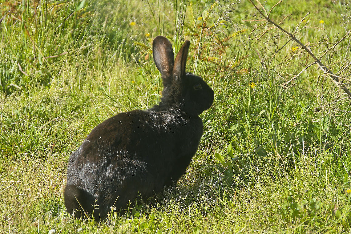 Black rabbit on the grass This black rabbit was spotted and photographed on a meadow in central Norway Europe,European Rabbit,Meadow,Norway,Oryctolagus cuniculus,Rabbit