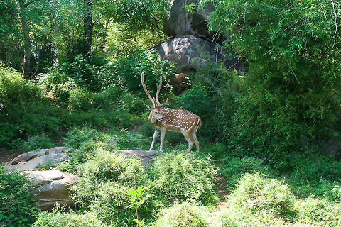 Male deer in forest This male deer was photographed in a forest during a safari trip in Bannerghatta National Park, south of Bangalore, India Asia,Axis axis,Bangalore,Bannerghatta,Chital,Deer,India