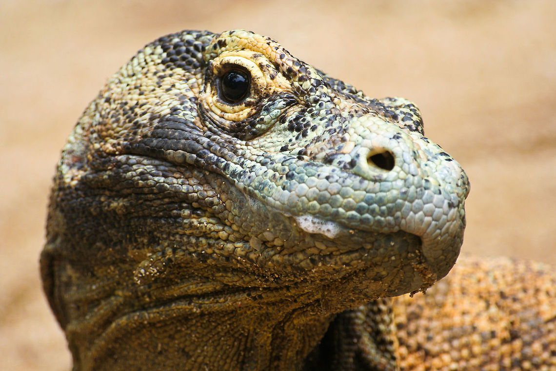 Komodo Dragon closeup This is a closeup of a Komodo Dragon, the largest species of lizard in the world. This photo was shot in central Bali, Indonesia.<br />
<br />
A few dangerous septic pathogens (bacteria: E. coli, Staphylococcus sp., Providencia sp., Proteus morgani and P. mirabilis) can be found in the mouths of wild Komodo dragons. Those pathogens are not present in the mouths of captive animals, due to a cleaner diet and the use of antibiotics.<br />
 Asia,Bali,Closeup,Indonesia,Komodo Dragon,Lizard,Squamata
