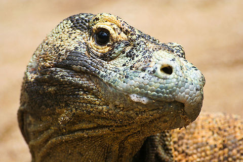 Komodo Dragon closeup This is a closeup of a Komodo Dragon, the largest species of lizard in the world. This photo was shot in central Bali, Indonesia.

A few dangerous septic pathogens (bacteria: E. coli, Staphylococcus sp., Providencia sp., Proteus morgani and P. mirabilis) can be found in the mouths of wild Komodo dragons. Those pathogens are not present in the mouths of captive animals, due to a cleaner diet and the use of antibiotics.
 Asia,Bali,Closeup,Indonesia,Komodo Dragon,Lizard,Squamata