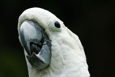 Cockatoo closeup Closeup of a cockatoo, shot in central Bali, Indonesia Asia,Bali,Birds,Cacatua sulphurea,Cockatoo,Indonesia,Parrots,Yellow-crested Cockatoo