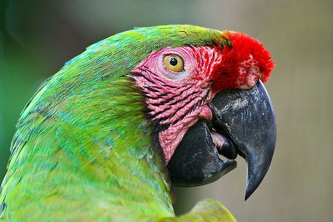 Macaw Parrot closeup Closeup of a macaw parrot, shot in central Bali, Indonesia Ara militaris,Asia,Bali,Birds,Indonesia,Macaw Parrot,Macaws,Military Macaw,Parrots