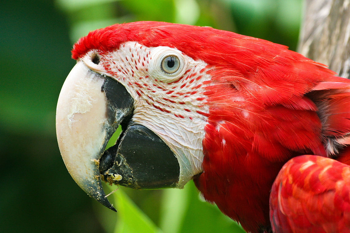 Macaw Parrot closeup Closeup of a macaw parrot, shot in central Bali, Indonesia Ara chloropterus,Asia,Bali,Birds,Geotagged,Indonesia,Macaw Parrot,Macaws,Parrots,Red-and-green Macaw