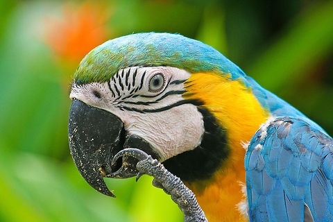 Macaw Parrot closeup Closeup of a macaw parrot, shot in central Bali, Indonesia Asia,Bali,Birds,Geotagged,Indonesia,Macaw Parrot,Macaws,Parrots