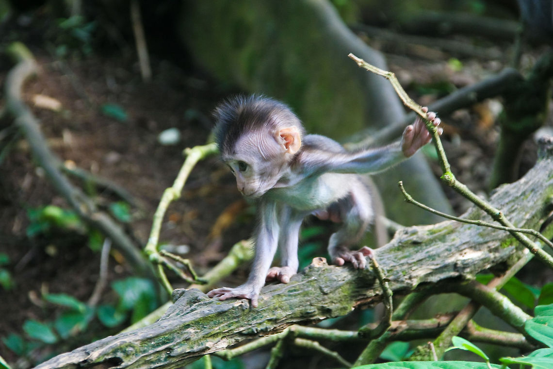 Baby Macaque This baby macaque was found playing in the sacred monkey forest of Ubud, Bali  Asia,Baby,Bali,Crab-eating macaque,Indonesia,Macaca fascicularis,Macaque