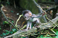Baby Macaque This baby macaque was found playing in the sacred monkey forest of Ubud, Bali  Asia,Baby,Bali,Crab-eating macaque,Indonesia,Macaca fascicularis,Macaque