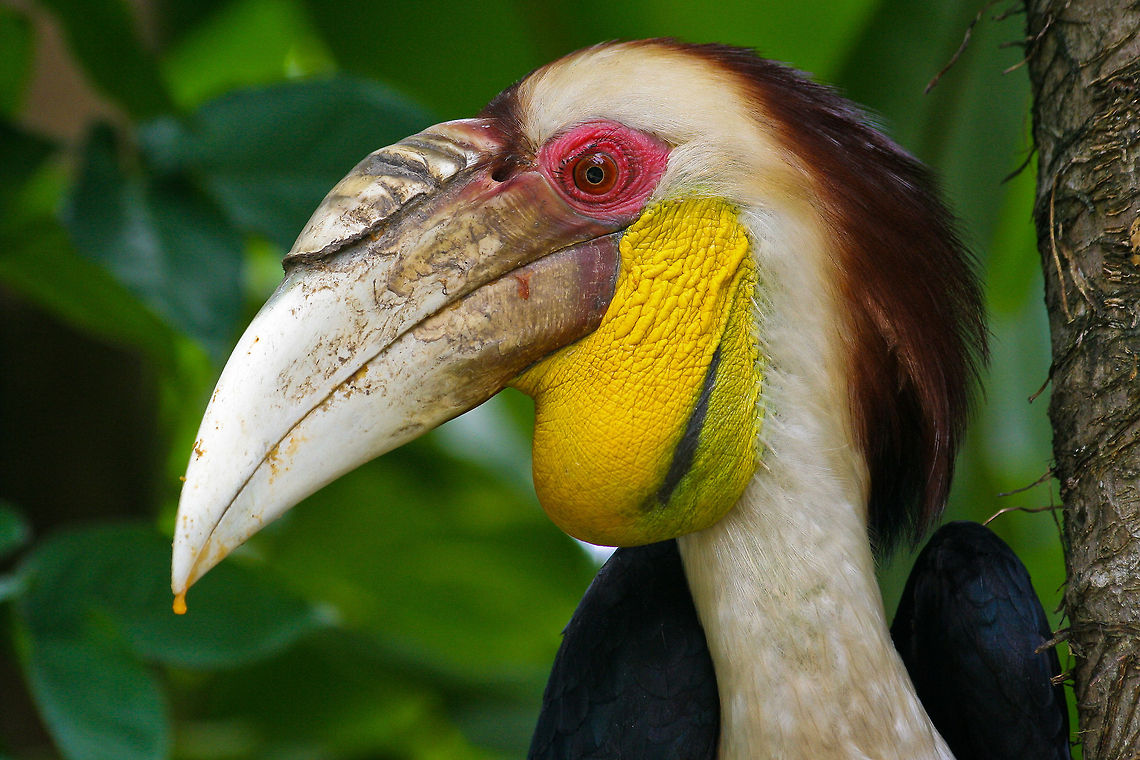 Hornbill closeup This hornbill was spotted in central Bali, Indonesia Asia,Bali,Hornbill,Indonesia,Rhyticeros undulatus,Wreathed Hornbill