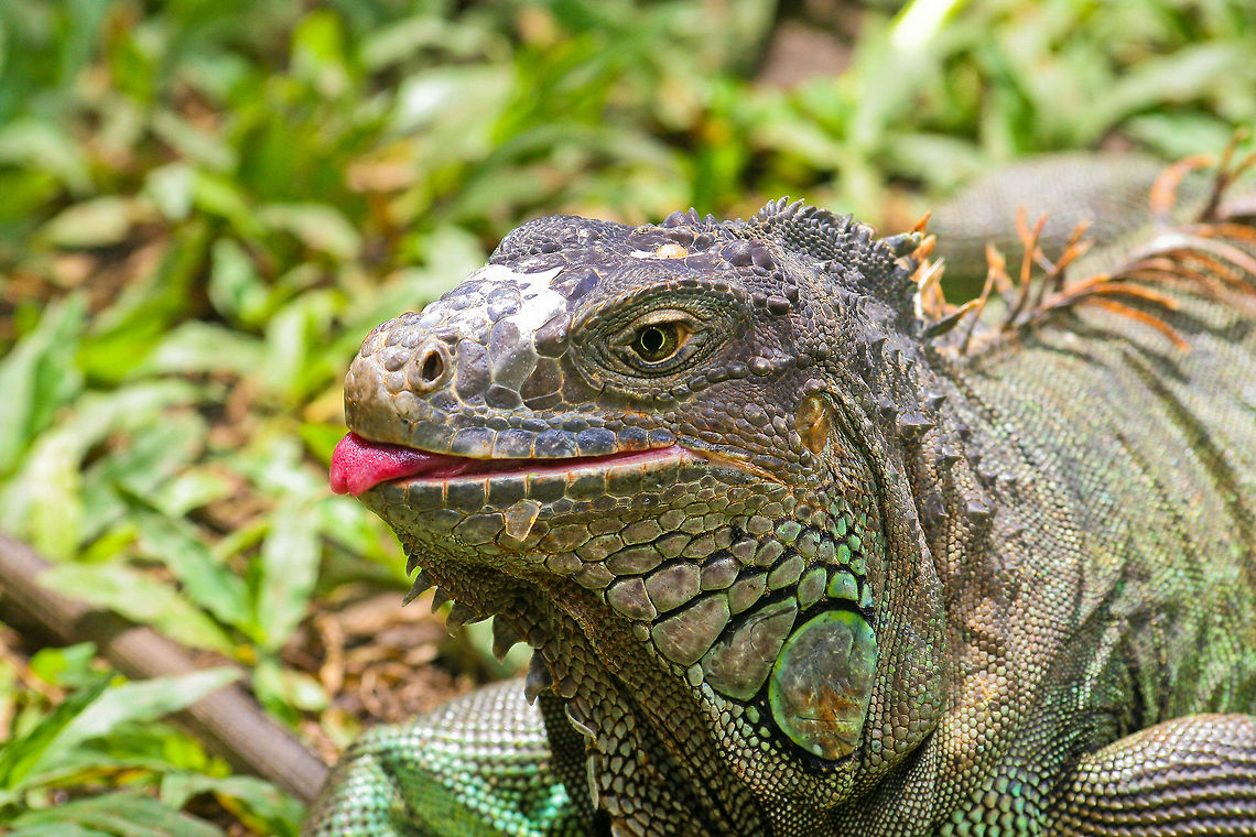 Lizard sticking out tongue Playful or just hungry? This lizard is sticking out his tongue when I photographed it in central Bali, Indonesia Asia,Bali,Green iguana,Iguana iguana,Indonesia,Lizard,Squamata