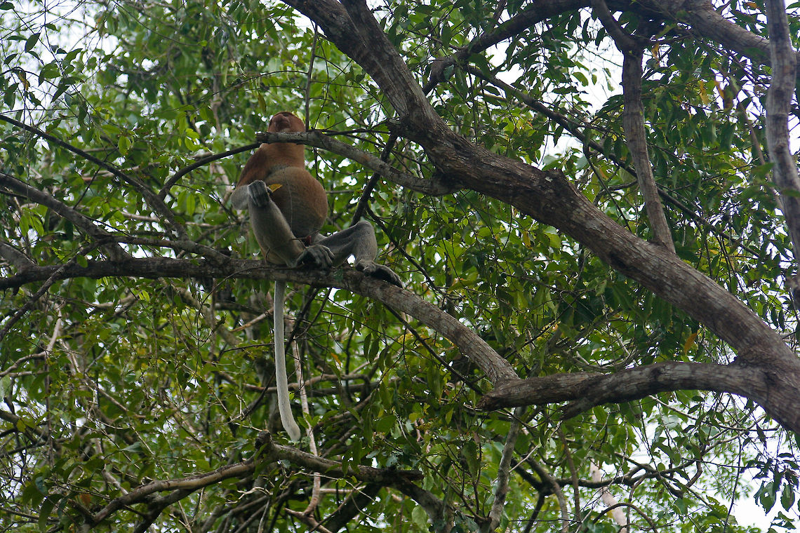 Big male proboscis monkey This big male proboscis monkey is sitting on a tree branch along the Kinabatangan river in Sabah, Borneo Asia,Borneo,Malaysia,Mammals,Monkeys,Nasalis larvatus,Proboscis monkey