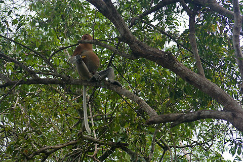Big male proboscis monkey This big male proboscis monkey is sitting on a tree branch along the Kinabatangan river in Sabah, Borneo Asia,Borneo,Malaysia,Mammals,Monkeys,Nasalis larvatus,Proboscis monkey