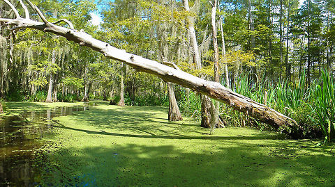 Bayou swamp fallen tree Shot on a swamp boat tour in the Louisinana bayou near New Orleans Bayou,Geotagged,Louisiana,New Orleans,North America,Swamp,United States