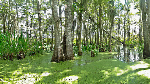 Bayou swamp forest Shot on a swamp boat tour in the Louisinana bayou near New Orleans Bayou,Louisiana,New Orleans,North America,Swamp,United States