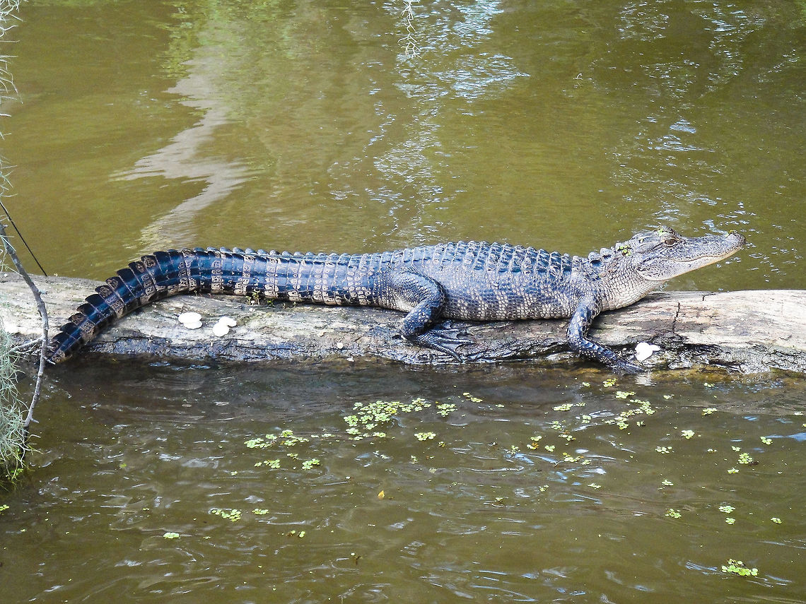 Alligator on a log This aligator was spotted in the Honey Island Bayou near New Orleans while taking a swamp tour Alligator,American Alligator,Bayou,Louisiana,New Orleans,North America,Swamp,United States