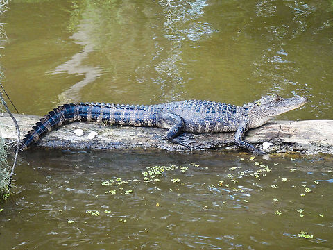 Alligator on a log This aligator was spotted in the Honey Island Bayou near New Orleans while taking a swamp tour Alligator,American Alligator,Bayou,Louisiana,New Orleans,North America,Swamp,United States