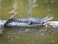 Alligator on a log This aligator was spotted in the Honey Island Bayou near New Orleans while taking a swamp tour Alligator,American Alligator,Bayou,Louisiana,New Orleans,North America,Swamp,United States